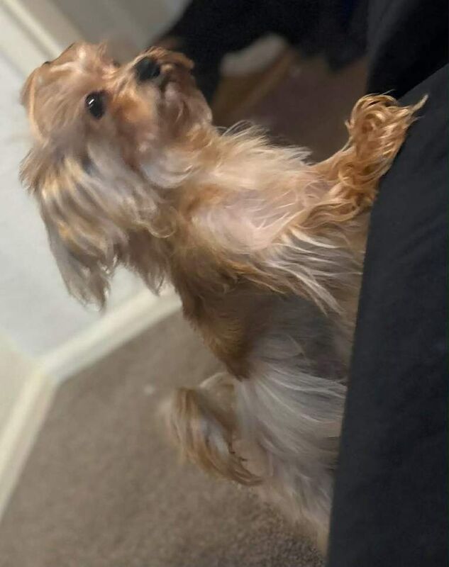 Yorkshire Terrier puppies for sale in Bradford, West Yorkshire – 1 year old