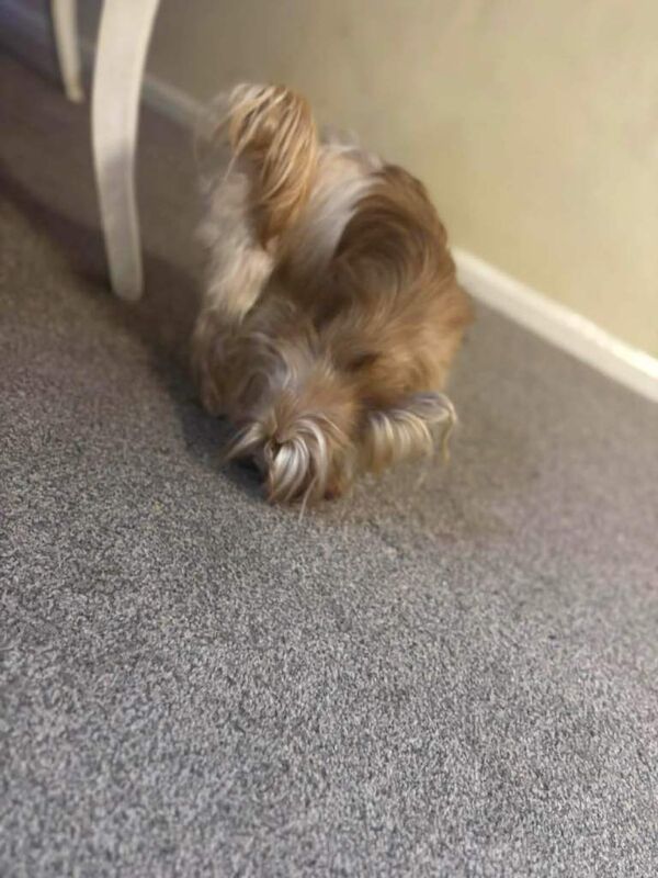 Yorkshire Terrier puppies for sale in Bradford, West Yorkshire – 1 year old - Image 2 of 3