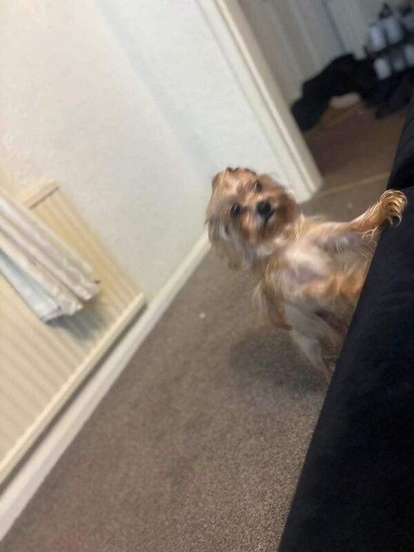 Yorkshire Terrier puppies for sale in Bradford, West Yorkshire – 1 year old - Image 3 of 3