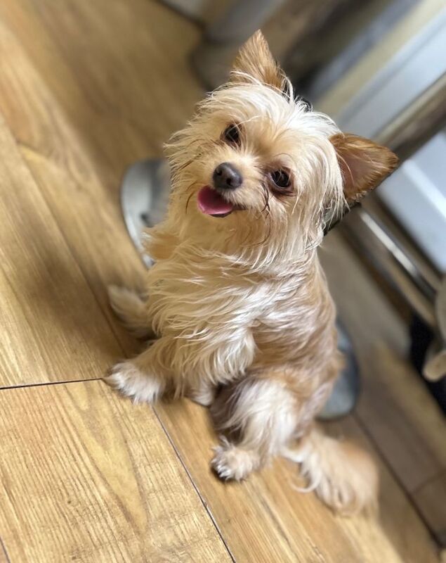 Yorkie Puppies For Sale