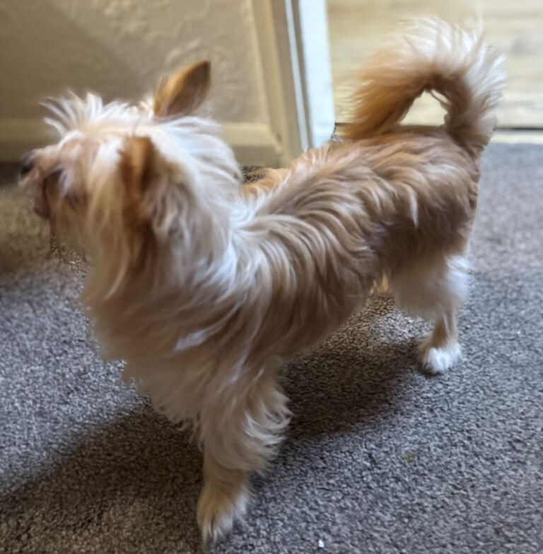 Yorkshire Terrier puppies for sale in Bradford, West Yorkshire – 9 months old - Image 2 of 2