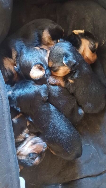 Yorkie Puppies For Sale