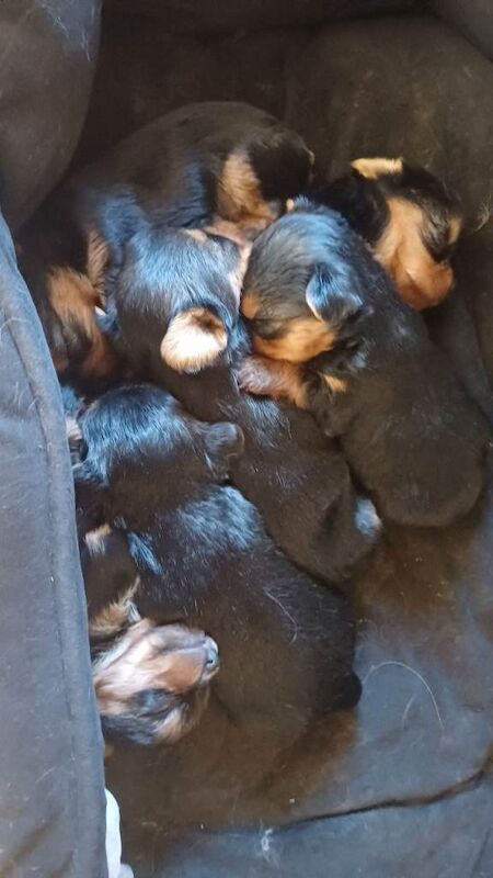 Miniature yorkshire terrier - Image 2 of 3