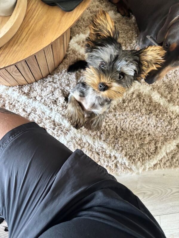 Miniature Yorkshire terrier