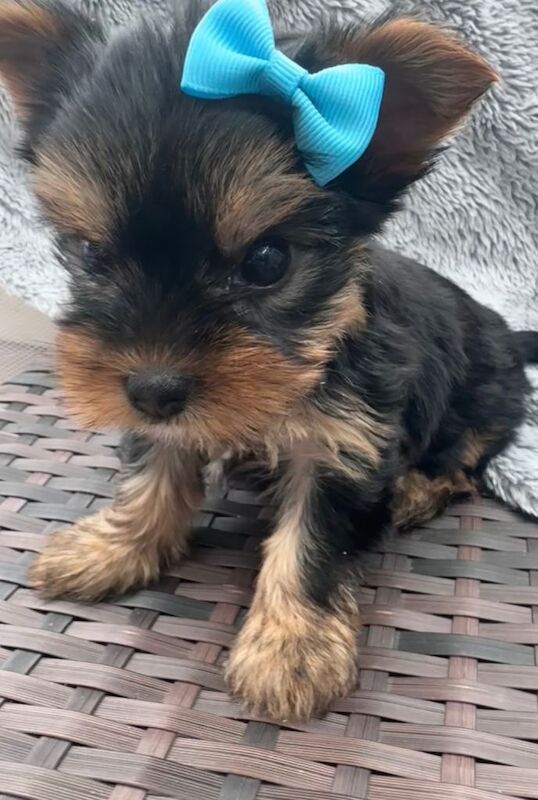 Miniature Yorkshire terrier