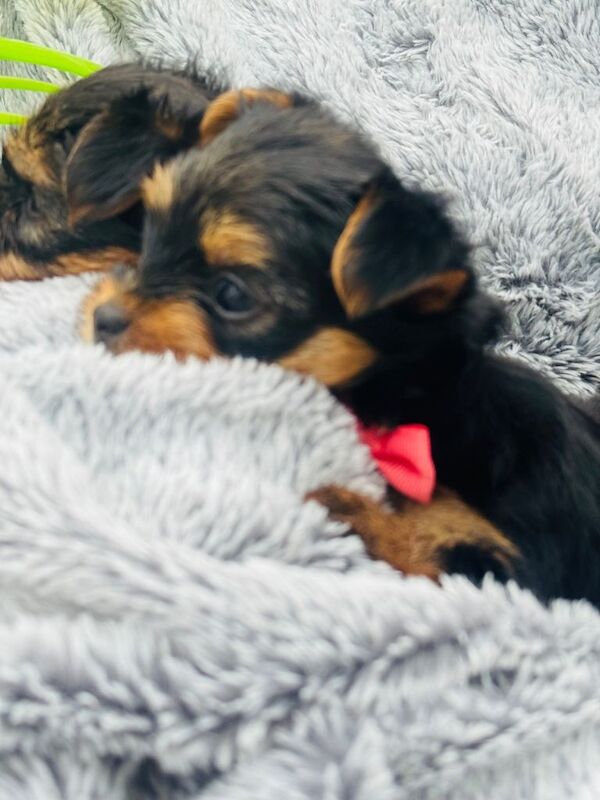 Miniature Yorkshire terrier - Image 2 of 6
