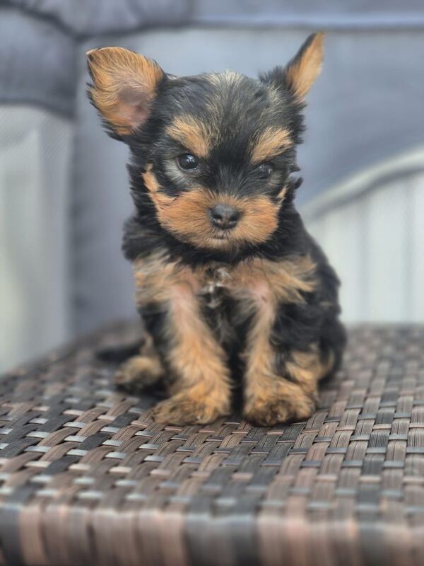 Miniature Yorkshire terrier - Image 3 of 6