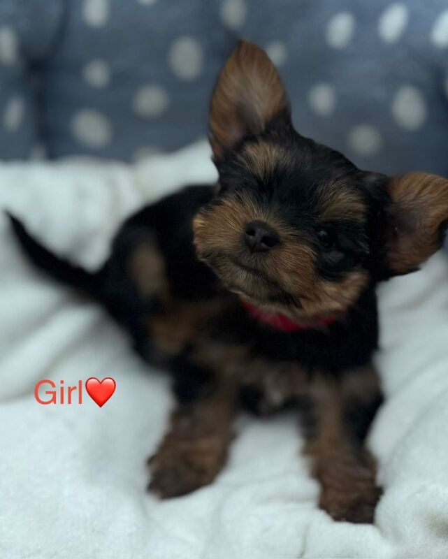 Miniature Yorkshire terrier - Image 4 of 6