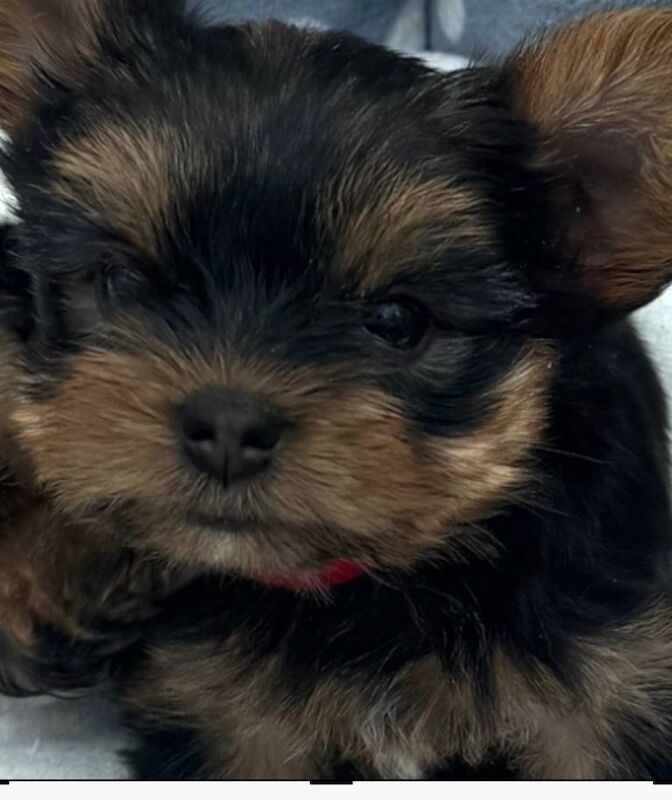 Miniature Yorkshire terrier - Image 5 of 6
