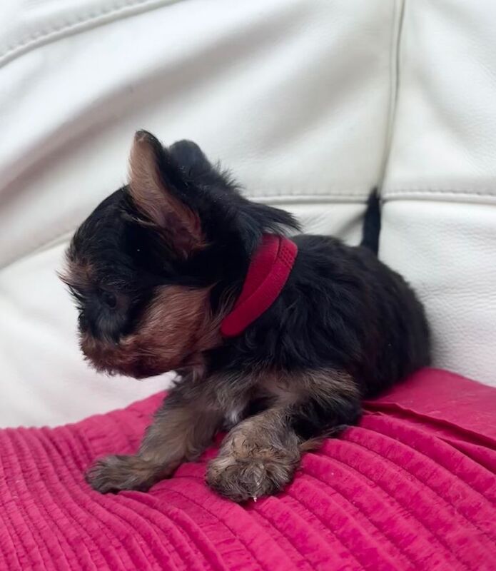 Miniature Yorkshire terrier - Image 6 of 6