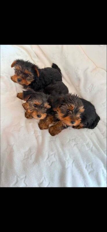 Miniature yorkshire terrier - Image 2 of 3