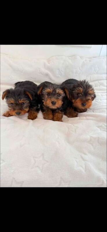 Miniature yorkshire terrier - Image 3 of 3