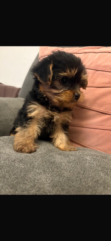 Miniature Yorkshire terrier - Image 2 of 5