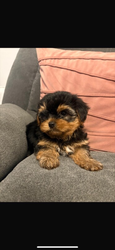 Miniature Yorkshire terrier - Image 3 of 5