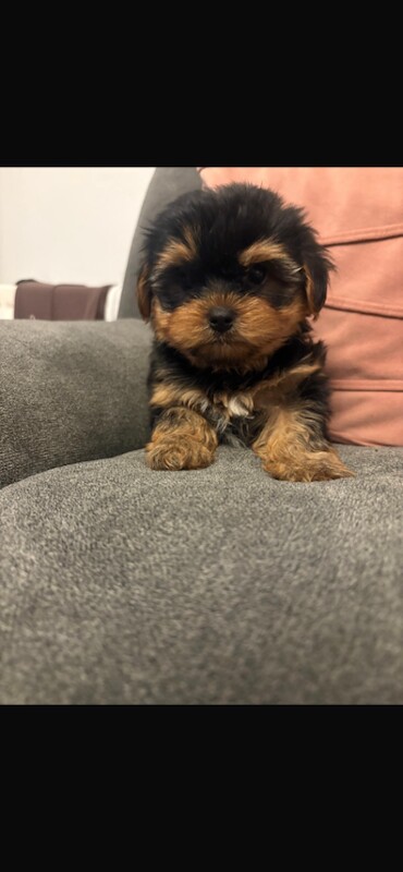 Miniature Yorkshire terrier - Image 4 of 5