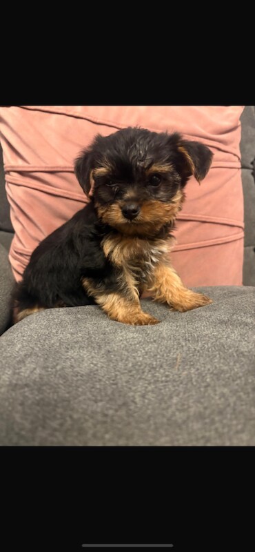 Miniature Yorkshire terrier - Image 5 of 5