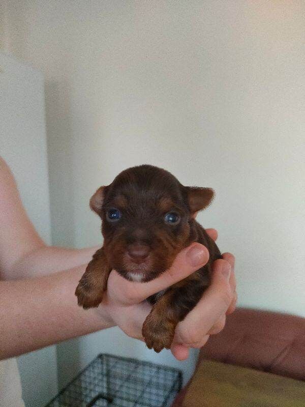 Miniature Yorkshire terrier