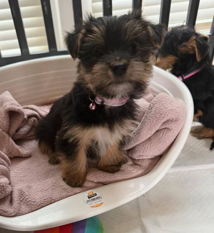 Yorkshire Terrier puppies for sale in Dungannon, County Tyrone – 8 weeks old
