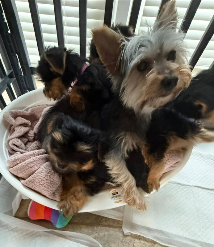 Yorkshire Terrier puppies for sale in Dungannon, County Tyrone – 8 weeks old - Image 2 of 3