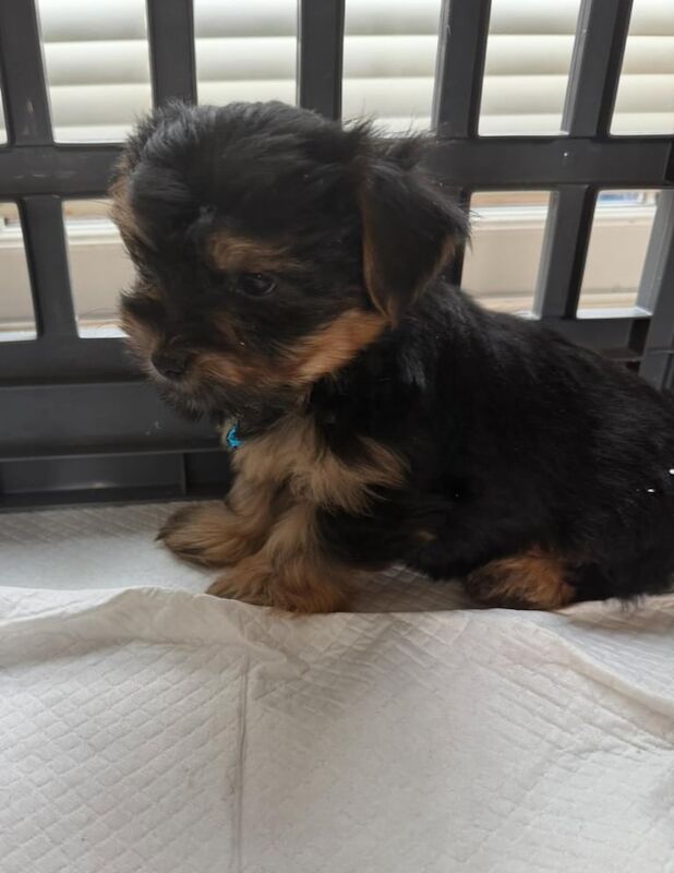 Yorkshire Terrier puppies for sale in Dungannon, County Tyrone – 8 weeks old - Image 3 of 3