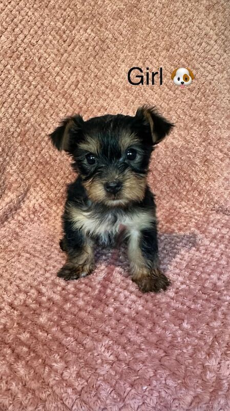 Yorkshire Terrier puppies for sale in Kirkby-in-Ashfield, Nottinghamshire – 6 weeks old