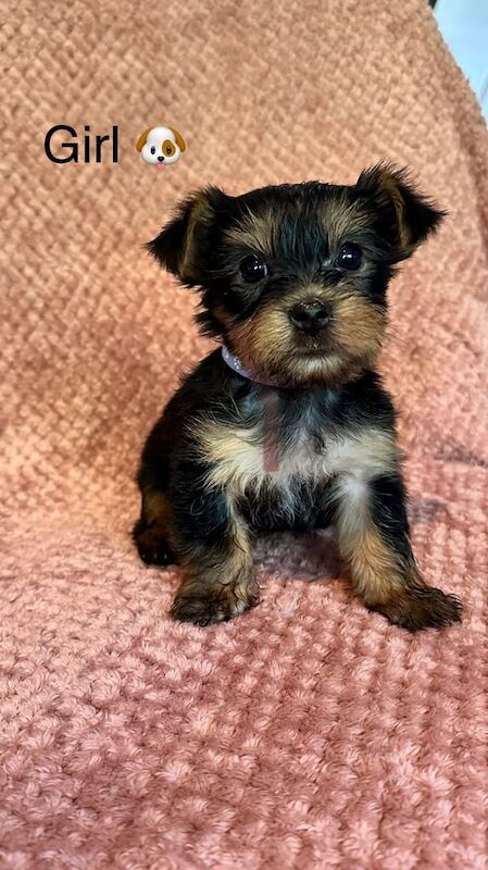 Yorkshire Terrier puppies for sale in Kirkby-in-Ashfield, Nottinghamshire – 6 weeks old - Image 2 of 3