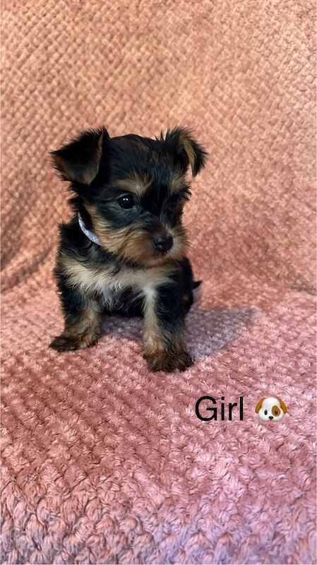 Yorkshire Terrier puppies for sale in Kirkby-in-Ashfield, Nottinghamshire – 6 weeks old - Image 3 of 3