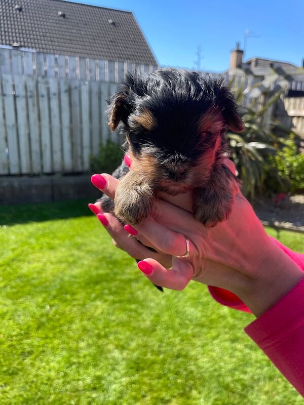 Miniature Yorkshire Terrier Puppies for sale in Ballymoney, County Antrim