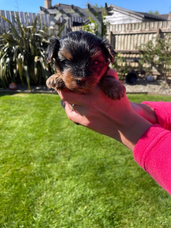 Miniature Yorkshire Terrier Puppies - Image 2 of 3