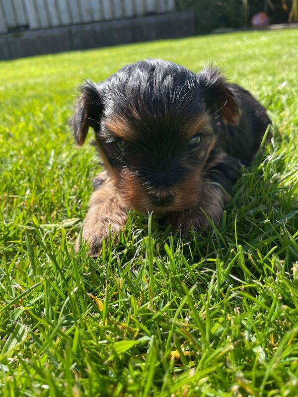 Miniature Yorkshire Terrier Puppies for sale in Ballymoney, County Antrim | Image 3