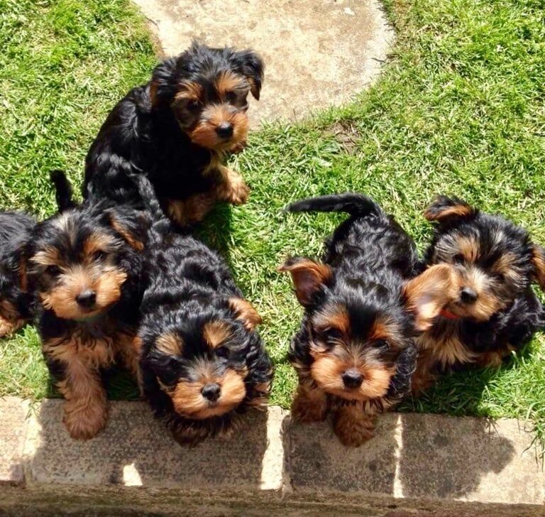 Yorkshire Terrier puppies for sale in Orpington, Greater London – 9 weeks old