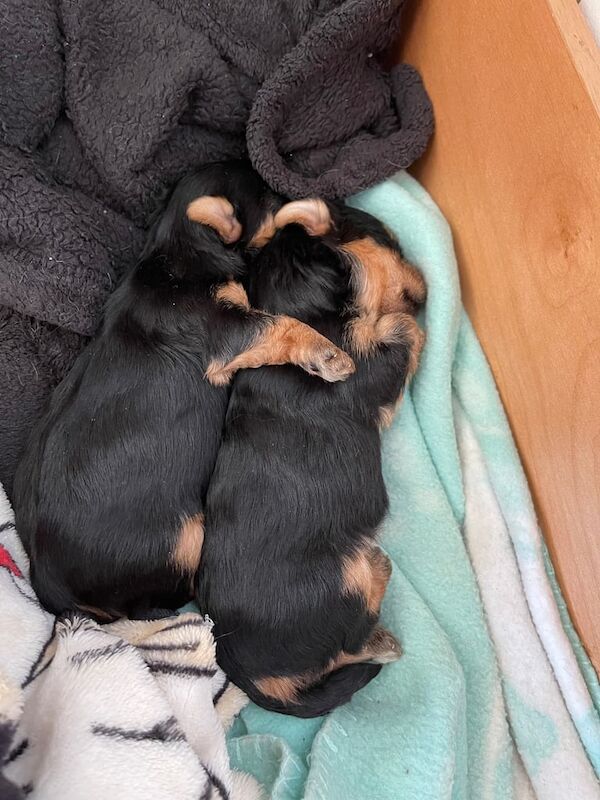 Yorkshire Terrier puppies for sale in Orpington, Greater London – 5 months old - Image 2 of 3