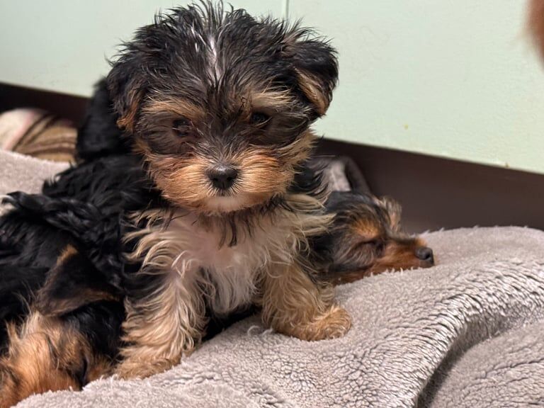 Yorkshire Terrier puppies for sale in Orpington, Greater London – 5 months old - Image 3 of 3