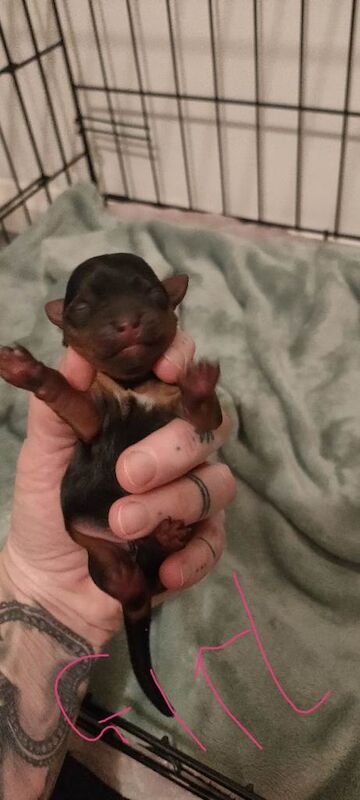 Yorkshire Terrier puppies for sale in Nottingham, Nottinghamshire – 4 days old