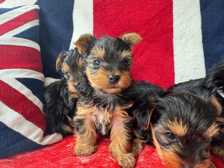 Miniature Yorkshire Terrier puppies - Image 2 of 4
