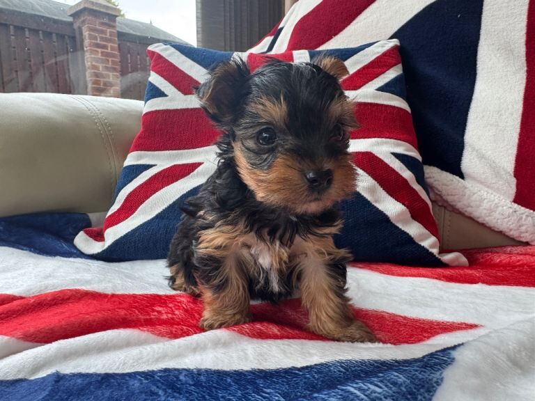 Miniature Yorkshire Terrier puppies - Image 3 of 4