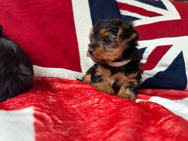 Miniature Yorkshire Terrier puppies - Image 4 of 4