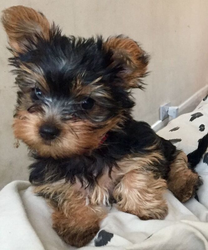 Miniature Yorkshire terrier puppies