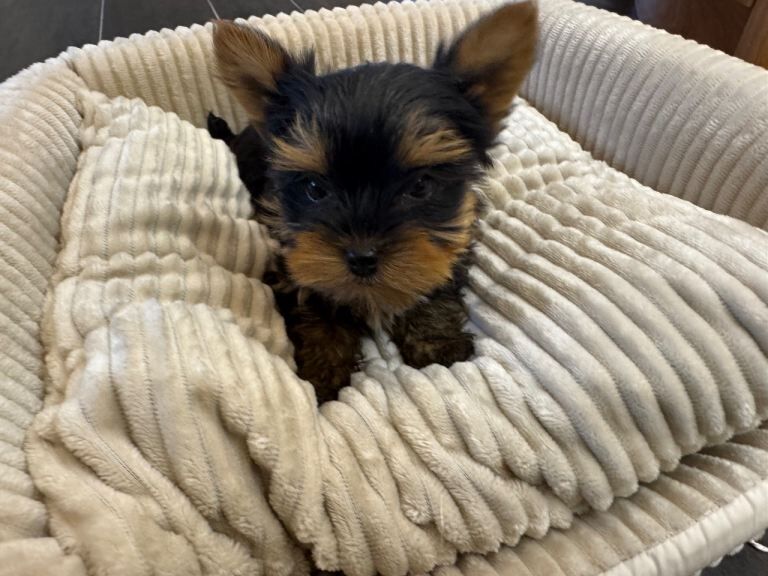 Miniature Yorkshire Terrier Puppies - Image 2 of 4