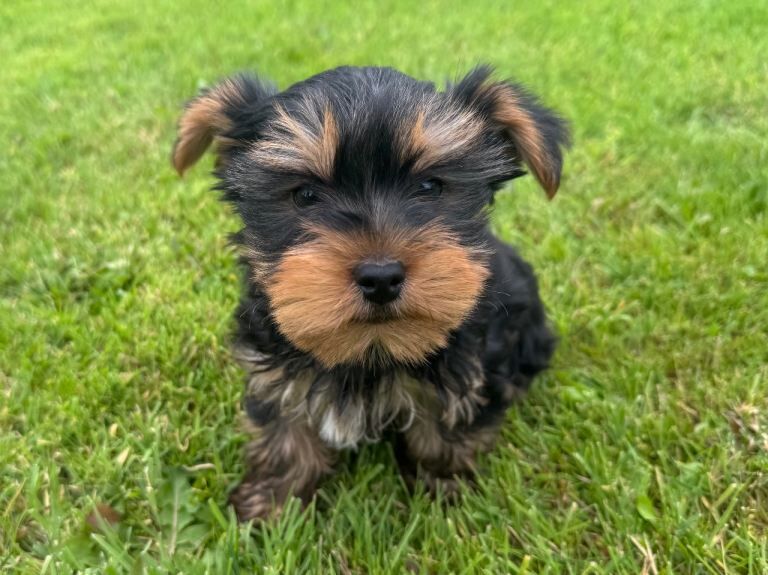 Miniature Yorkshire Terrier Puppies - Image 3 of 4