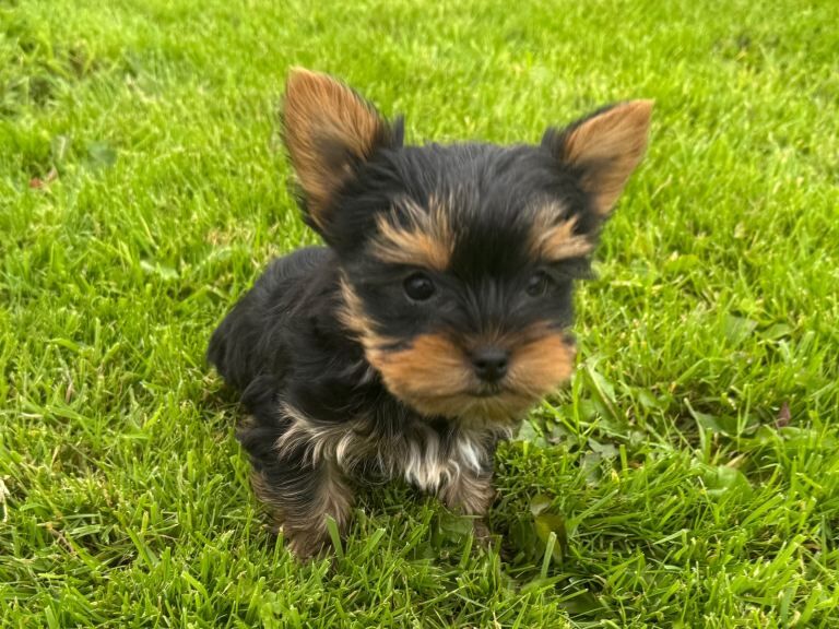 Miniature Yorkshire Terrier Puppies - Image 4 of 4