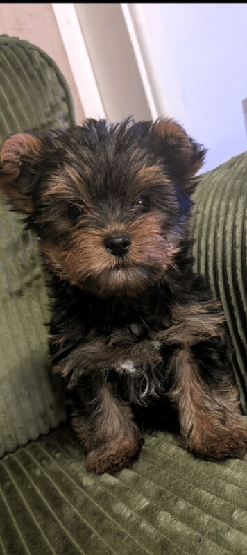 Miniature Yorkshire terrier puppies for sale