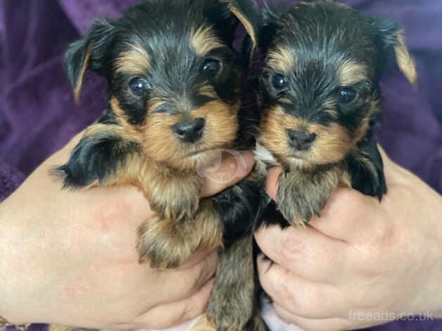 Miniature Yorkshire Terrier puppies for sale in Bolton, East Lothian