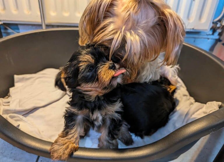 Yorkshire Terrier puppies for sale in Croydon, Greater London – 11 months old - Image 2 of 3
