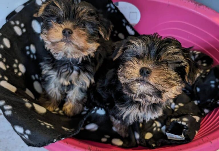 Yorkshire Terrier puppies for sale in Croydon, Greater London – 11 months old - Image 3 of 3
