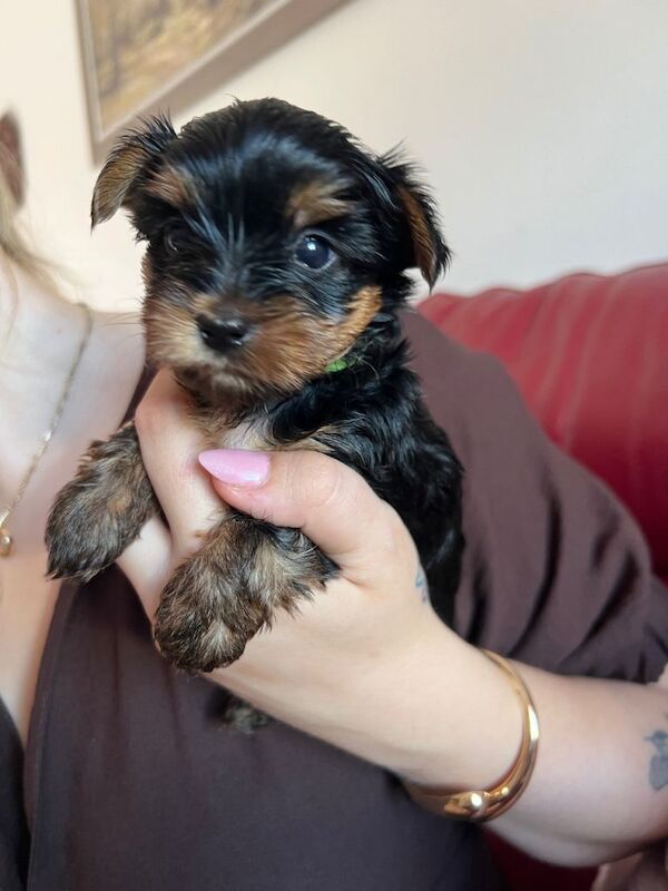 Miniature Yorkshire terrier puppy (male)