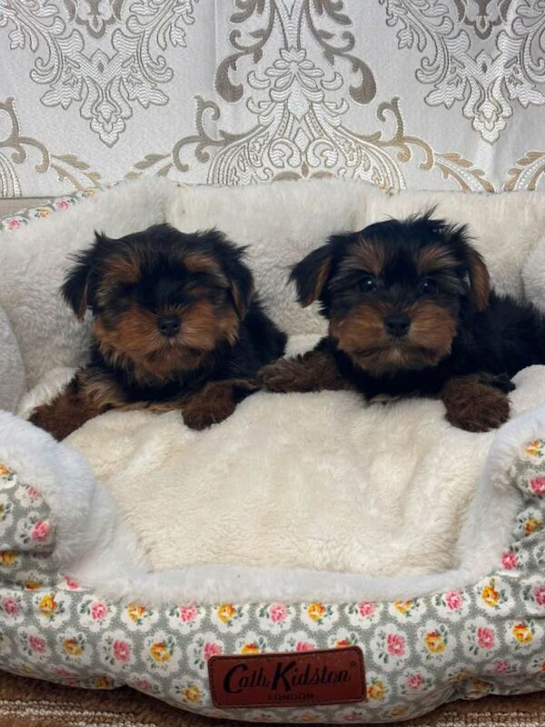 Miniature Yorkshire Terrier puppys