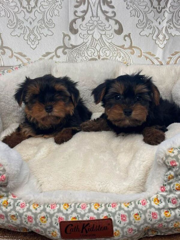 Miniature Yorkshire Terrier puppys - Image 2 of 6