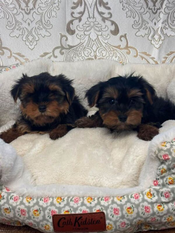 Miniature Yorkshire Terrier puppys - Image 3 of 6