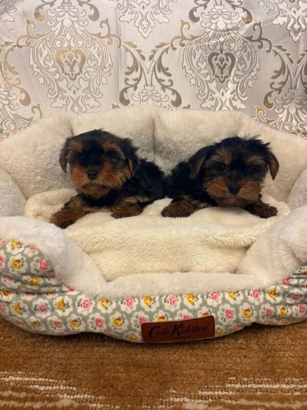 Miniature Yorkshire Terrier puppys - Image 4 of 6